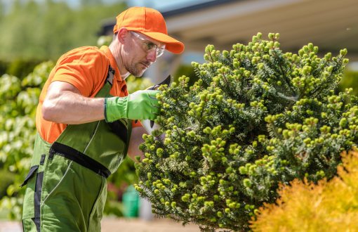 tree service yuma az